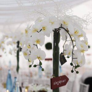 Orchidées décoratives