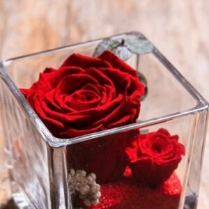Rose éternelle